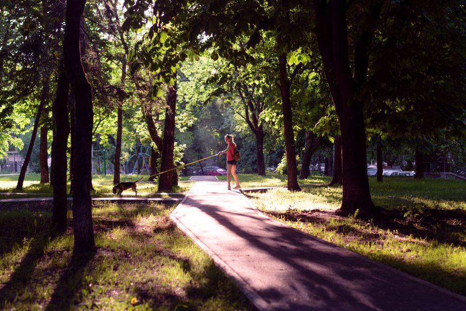 A woman walking her dog in a sunlit park in Minsk, Belarus.