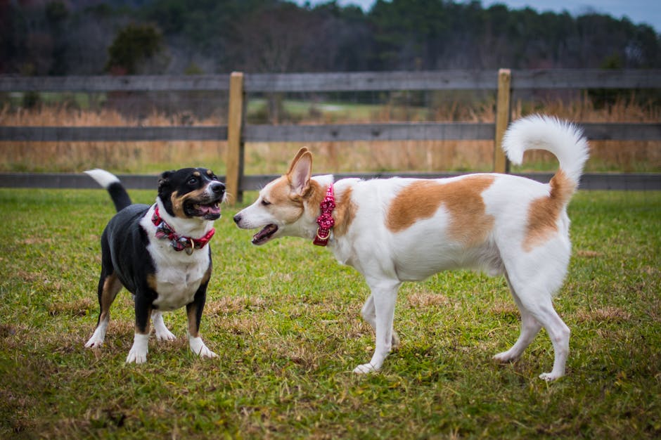 Two dogs playing happily in a vibrant field, showcasing joy and companionship.