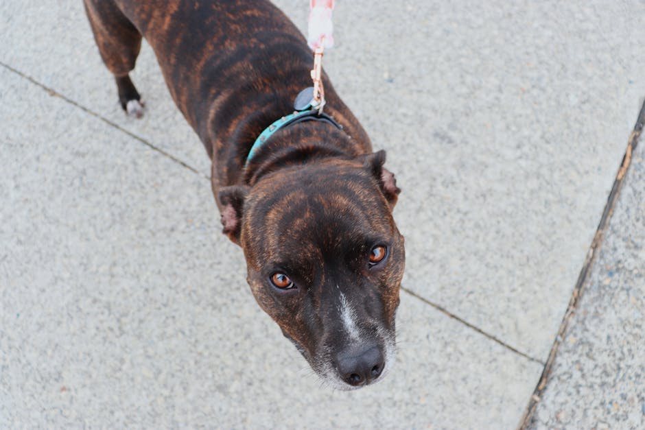 Brown dog on a leash looking curiously at the camera on a paved path.