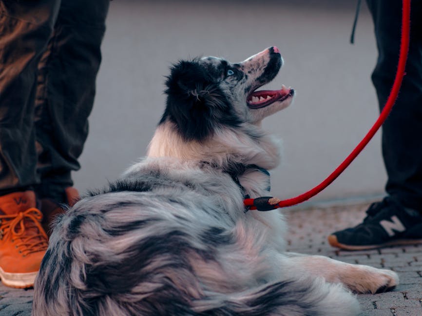 Border Collie dog with two people and red leash outdoors, focusing on companionship.