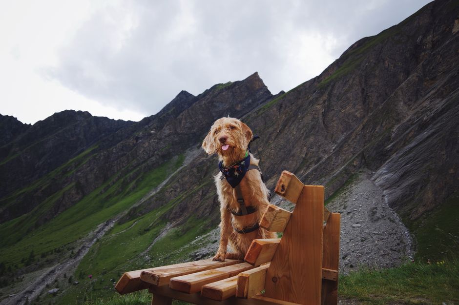 A fluffy dog wearing a bandana sits joyfully on a wooden bench in front of a rugged mountain landscape.