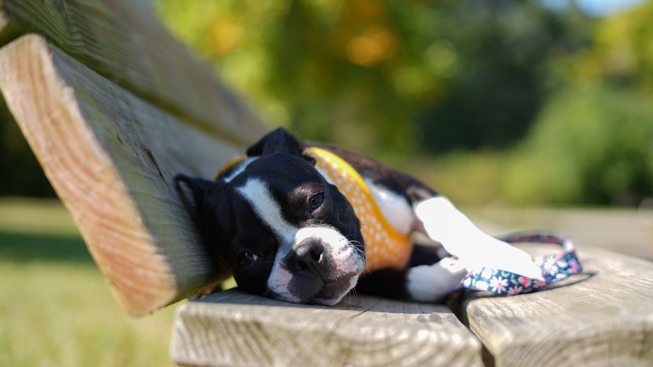 Cute Boston Terrier puppy in a yellow harness resting on a wooden bench outdoors.